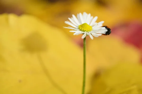 Isolated Daisy Flower Growing Out Bed Dead Leaves Yellow Ironwood — 图库照片