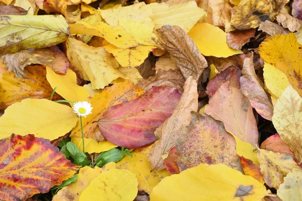 回復力として黄色の鉄の木の枯れ葉のベッドから成長する孤立したデイジーの花 — ストック写真