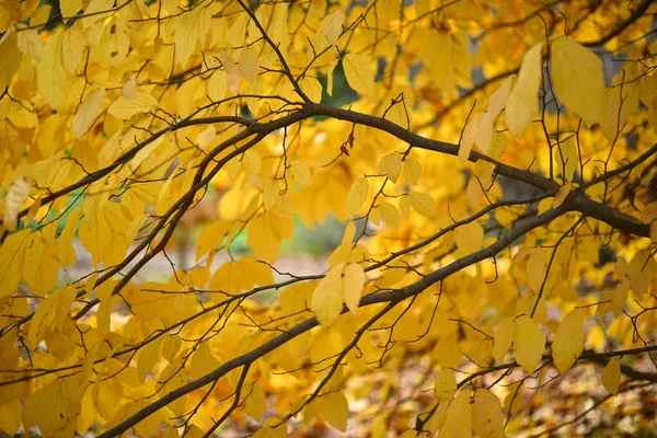 Parrotia Persica Persian Ironwood Deciduous Tree Related Witch Hazel Native — стокове фото