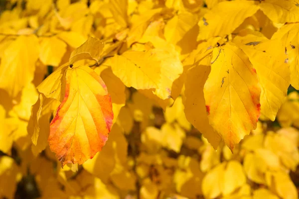 Parrotia Persica Perzisch Ijzerhout Bladverliezende Boom Detail Van Herfst Bladeren Stockfoto