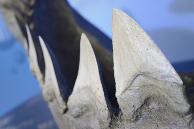 En büyük köpekbalığı Megalodon 'un dişlerinin yeniden yapılandırılması..
