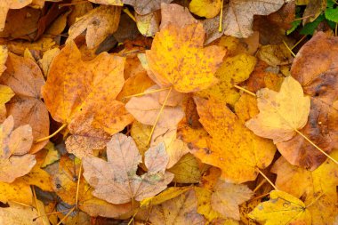 Sonbaharda düşen akçaağaç yapraklarının yatağı.