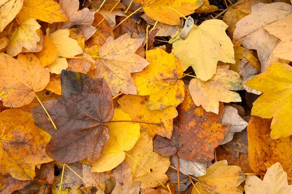 Bed Fallen Leaves Maple Tree Autumn — Foto Stock