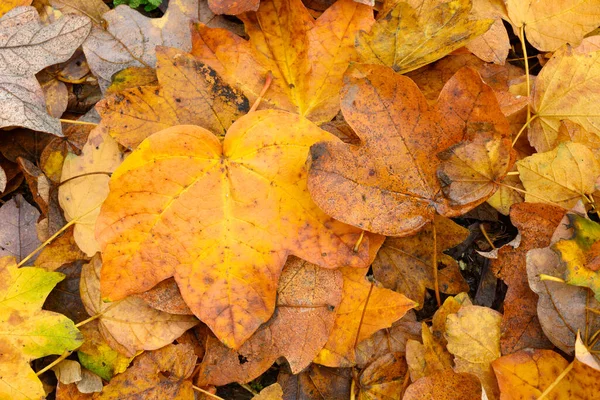 Bed Van Gevallen Bladeren Van Esdoorn Boom Herfst — Stockfoto