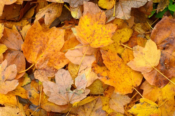 Зелені стартапи в Україні. Екологічні інновації та майбутнє екобізнесу