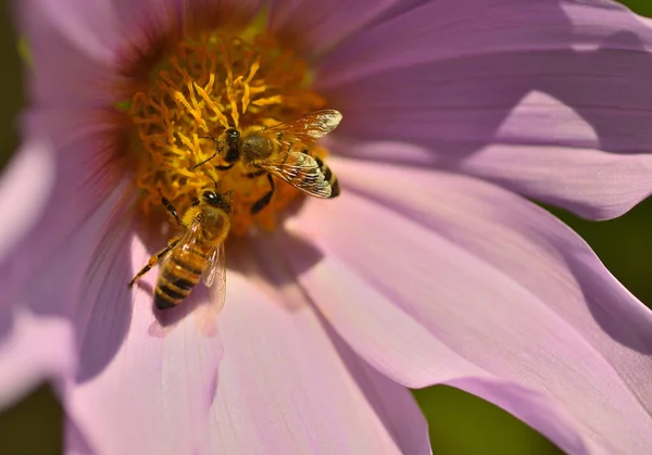 Two Honey Bees Collecting Pollen Autumn Flower Dahlia Imperialis — 图库照片