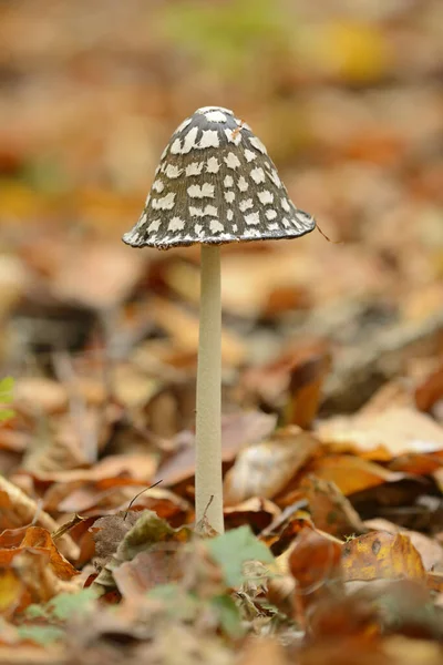 Mushroom Details Closeups European Beech Forest Autumn — ストック写真