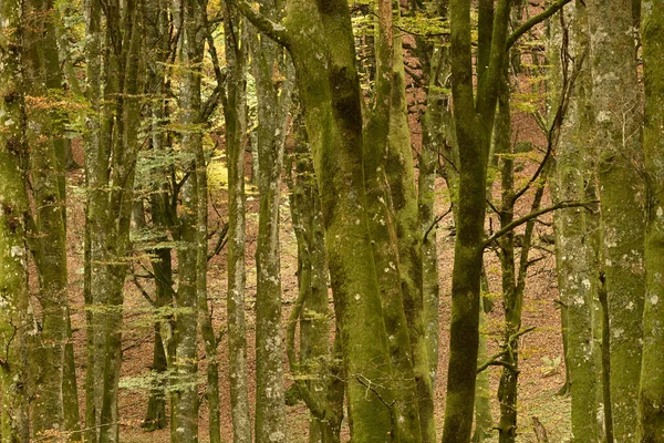 Bükkfa Erdő Részletei Olaszországban Őszi Lombozatban — Stock Fotó