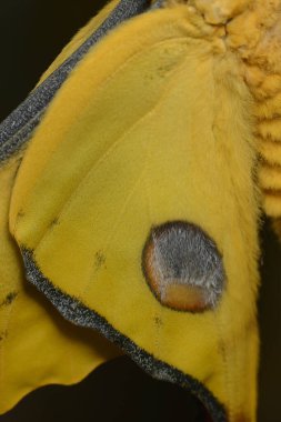 Kuyruklu yıldız ya da ay güvesi, Argema Mitrei, Madagaskar yağmur ormanlarına özgü bir kelebek..