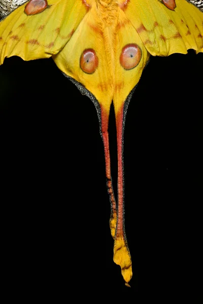 Comet Moon Moth Argema Mittrei Butterfly Native Rain Forests Madagascar — Stock Photo, Image