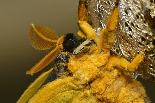 Komet Eller Månmal Argema Mittrei Fjäril Infödda Regnskogarna Madagaskar — Stockfoto