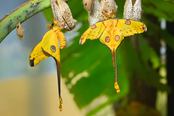 Üstökös Vagy Holdlepke Argema Mittrei Madagaszkár Esőerdeiben Őshonos Pillangó — Stock Fotó