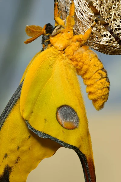 Üstökös Vagy Holdlepke Argema Mittrei Madagaszkár Esőerdeiben Őshonos Pillangó Stock Fotó
