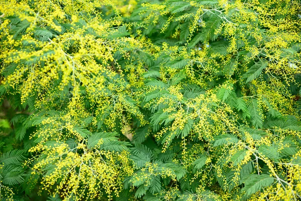Acacia Dealbata Mimosa Especie Planta Con Flores Perteneciente Familia Fabaceae —  Fotos de Stock
