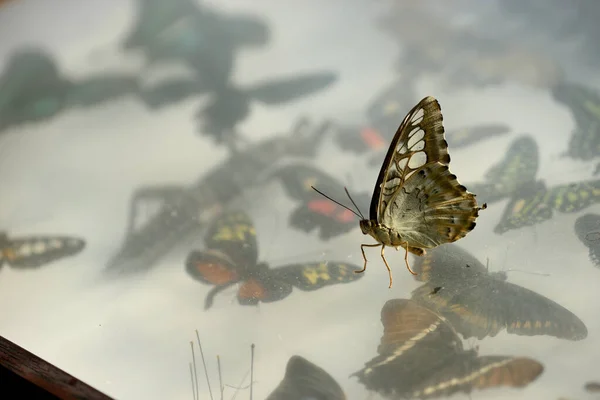 Glasmonter För Döda Torkade Fjärilar Med Levande Fjäril Sittande Den — Stockfoto