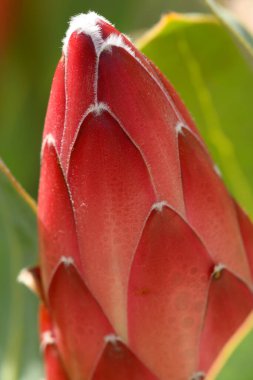 Güney Afrika 'dan Protea çiçeğinin ayrıntıları, ayrıca şeker çalısı olarak da bilinir..