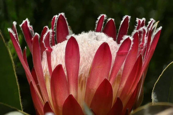 Detalhe Flor Protea África Sul Também Chamado Arbusto Açúcar — Fotografia de Stock