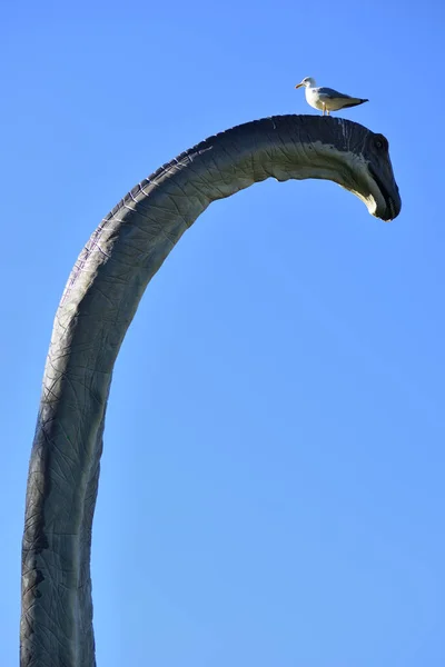 Möwe Hockt Auf Kopf Einer Rekonstruktion Des Brontosaurus Dinosauriers Einer — Stockfoto
