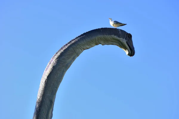 Gaviota Posada Sobre Cabeza Una Reconstrucción Del Dinosaurio Brontosaurus Exposición —  Fotos de Stock