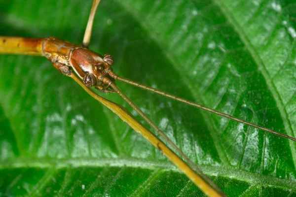 Close Tropical Stick Insect Resembling Twig — Fotografia de Stock