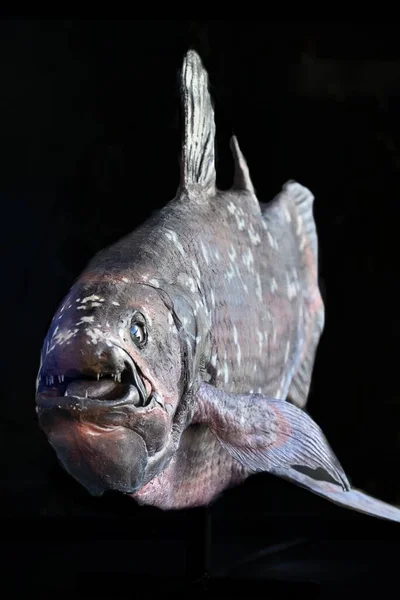 Lifesize Realistic Reconstruction Fish Coelacanth Latimeria Chalumnae Living Fossil West — Stock Photo, Image