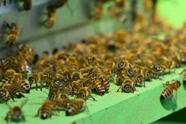 Artificial Bee Hive Workers Going Out Collect Pollen — Foto Stock