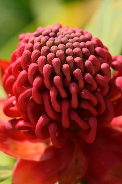 Detail Protea Flower South Africa Also Called Sugarbush —  Fotos de Stock