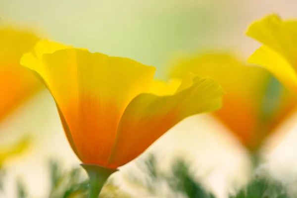Close Golden Poppy Flowers South West Usa — Stock Photo, Image