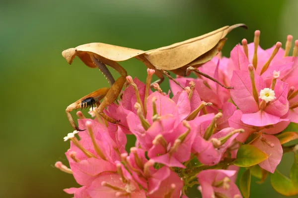 Dead Leaf Mantis Insect Showing Its Camouflage Capture Prays — Fotografia de Stock