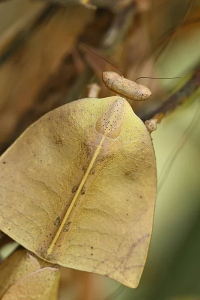 Insecto Mantis Hoja Muerta Mostrando Camuflaje Para Capturar Oraciones — Foto de Stock