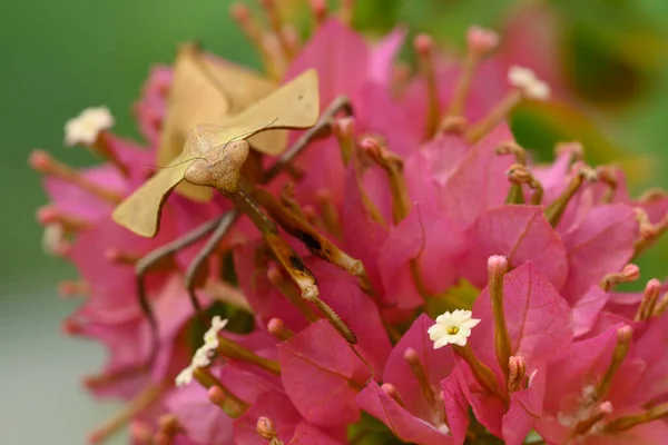 Insecto Mantis Hoja Muerta Mostrando Camuflaje Para Capturar Oraciones —  Fotos de Stock