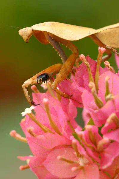 Dead Leaf Mantis Insect Showing Its Camouflage Capture Prays — Fotografia de Stock