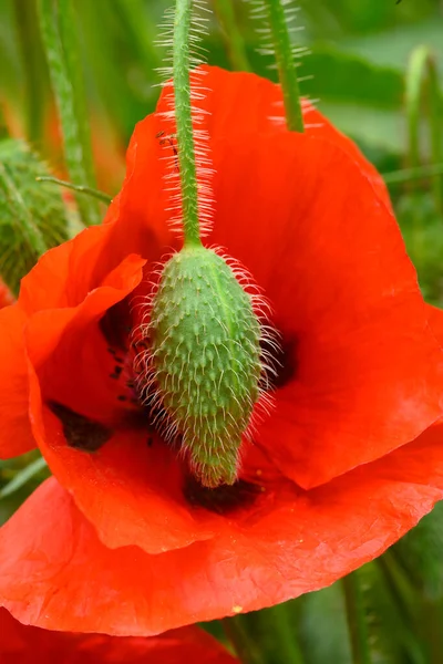 Primer Plano Flores Amapola Roja Brote Campos Mediterráneos — Foto de Stock