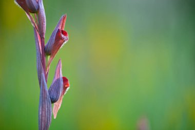 İtalyan yeşil çayırında açan yabani orkide çiçekleri