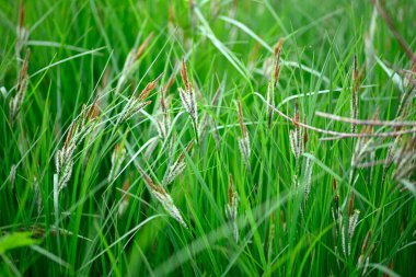 Çiçekli yeşil İtalyan dağ çayırına yakın.