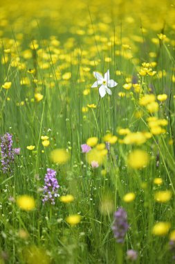Şairin nergisi, narsis, nargis, sülün gözü, bulucu çiçek ya da pembemsi zambak, Narcissus şiiri, İtalyan dağlarının çayırlarında çiçek açmış..