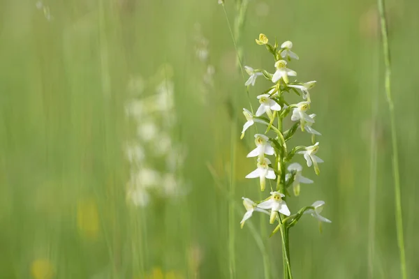 イタリアの緑の草原に咲く野生の蘭の花 — ストック写真