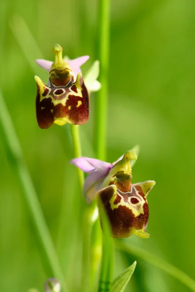 Flores Selvagens Orquídeas Florescendo Prado Verde Italiano — Fotografia de Stock