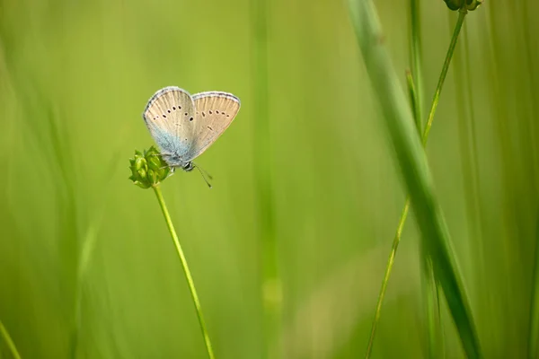 Closeup Butterly Sitting Flower Italian Meadow Summer — Stock Photo, Image