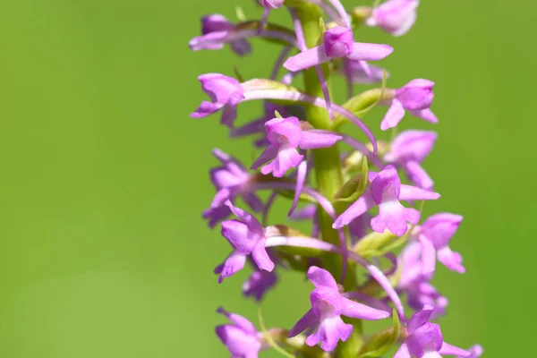 Wilde Orchideenblumen Blühen Auf Der Grünen Italienischen Wiese — Stockfoto