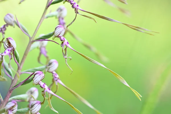 Wilde Orchidee Bloemen Bloeien Italiaanse Groene Weide — Stockfoto