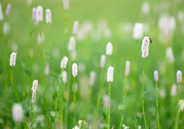 Zbliżenie Zielonej Włoskiej Łąki Górskiej Kwitnącymi Kwiatami — Zdjęcie stockowe