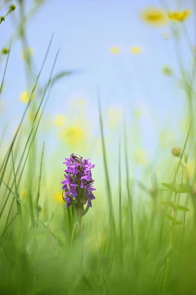 Dzikie Kwiaty Storczyki Kwitnące Włoskiej Zielonej Łące — Zdjęcie stockowe