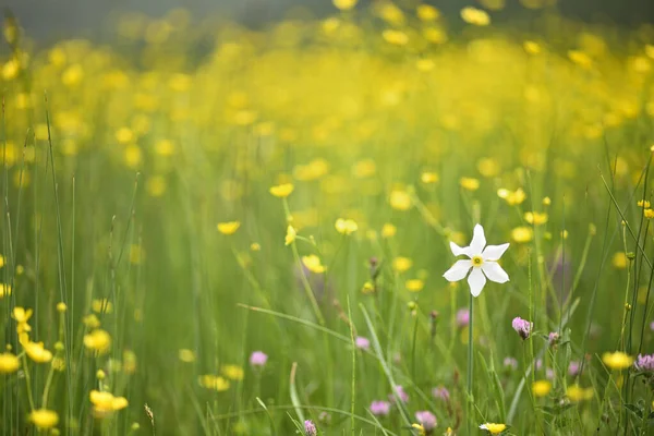 Poet Daffodil Narcissus Nargis Pheasant Eye Findern Flower Pinkster Lily — Stock Photo, Image