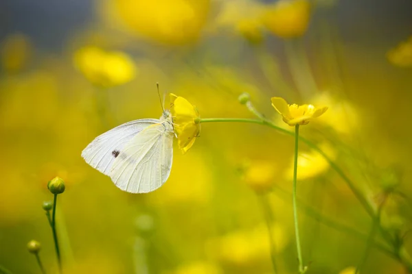 Closeup Butterly Sitting Flower Italian Meadow Summer — Stock Photo, Image