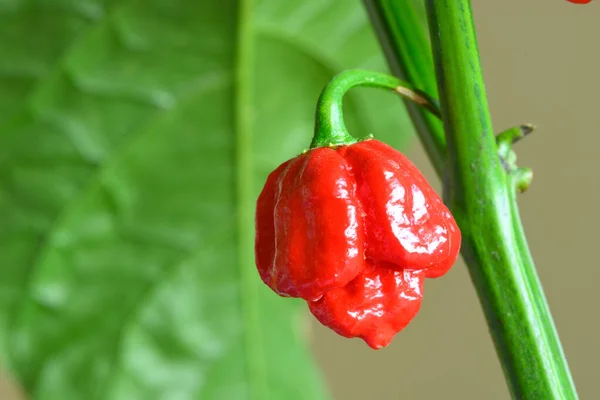 Carolina Reaper Pimiento Picante Cultivar Planta Capsicum Chinense 2017 Guinness — Foto de Stock