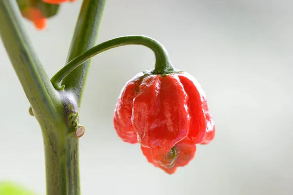 Carolina Reaper Pimiento Picante Cultivar Planta Capsicum Chinense 2017 Guinness — Foto de Stock