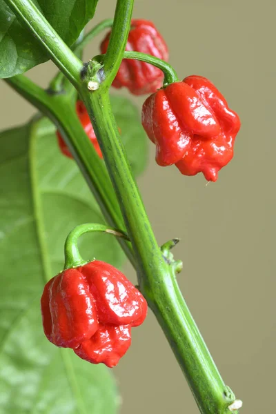 Carolina Reaper Csípős Paprika Capsicum Chinense Növény Termesztője 2017 Ben — Stock Fotó