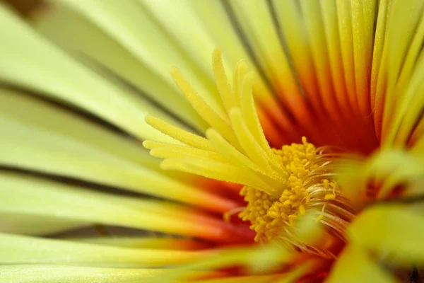 Flor Astrophytum Capricorne Cactus Cuerno Cabra Cactaceae Planta Suculenta Nativa —  Fotos de Stock