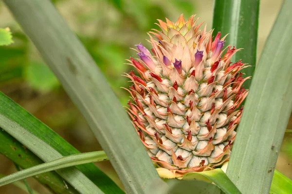 Cultivo Piña Con Flores Ananas Comosus Planta Tropical Familia Bromeliaceae —  Fotos de Stock